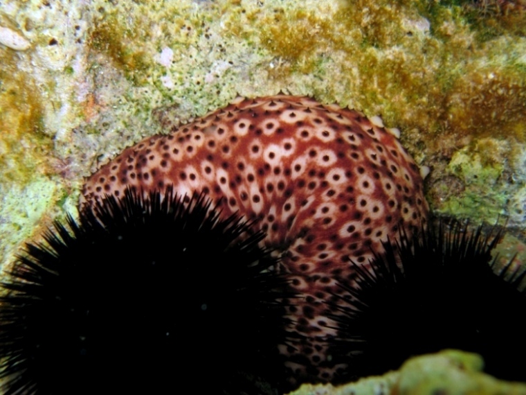 Holothuria sanctori (Delle Chiaje, 1823)  e Tubi di Cuvier